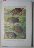 A. E. Brehm: Az állatok világa II. köt. Teljesen átdolgozta dr. Walter Rammner. 285 szövegközti ábrá...
