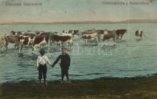 Balatonszárszó tehéncsorda a Balatonban (EB)