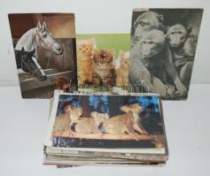 70 db régi és modern állatos motívumlap