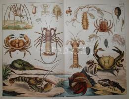 Schubert, Gotthilf Heinrich von: A hüllők, halak, puhány-, héjanc-, robar, féreg-, és sugárállatok t...