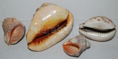 Tengeri kagylóházak és csigaházak. összesen 4 db