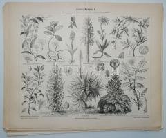 cca 1886 Meyers Konversations-Lexikon 4. Auflage: 21db növénytani tábla, nyomat /  Plates of plants, 24x29cm