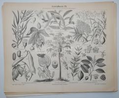 cca 1886 Meyers Konversations-Lexikon 4. Auflage: 21db növénytani tábla, nyomat / 
Plates of plants,...