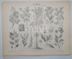 cca 1886 Meyers Konversations-Lexikon 4. Auflage: 21db növénytani tábla, nyomat / 
Plates of plants,...