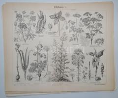 cca 1886 Meyers Konversations-Lexikon 4. Auflage: 21db növénytani tábla, nyomat / 
Plates of plants,...
