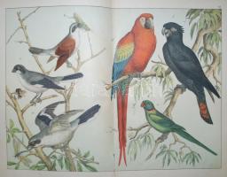 Schubert, Gotthilf Heinrich: A madarak természetrajza. A tanuló ifjuság szemléleti oktatására. 30 tá...