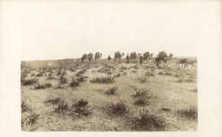 K.u.K. Mariners in Tunisia, photo