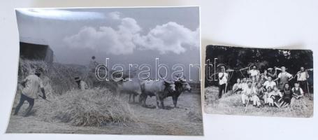 3 db fotó: Cséplés 1952 FF 23×17cm, Aratás közbeni pihenő FF 14×9 cm, A zsámbéki templom romjai FF 2...
