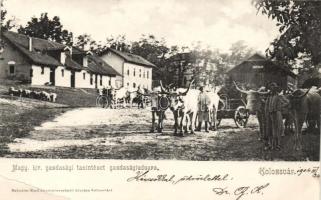 Kolozsvár farmyard of agricultural school (EB)