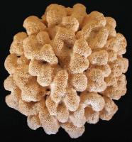 Nagyméretű, szép csendes-óceáni korall / Nice large coral, 20x13cm