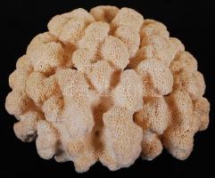 Nagyméretű, szép csendes-óceáni korall /
Nice large coral, 20x13cm