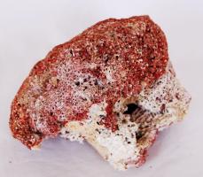Gyönyörű csendes-óceáni vörös korall /  Red coral, 20x15cm