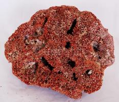 Gyönyörű csendes-óceáni vörös korall / 
Red coral, 20x15cm