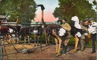 South Pasadena CA Cawston Straussfarm