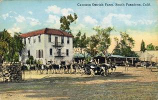 South Pasadena CA Cawston Straussfarm