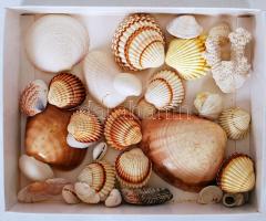 Kis doboznyi tengeri kagyló és csigaház