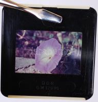 cca 1940 45db színes diapozitív korabeli tárolódobozban főleg különféle parkokról készült felvételek...