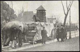 Budapest XIV. Állatkert, fiatal elefánt dolgozik (fa)