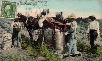 American folklore, potato field (EB)