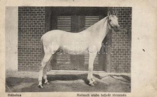 Bábolna Mersuch arabs telivér törzsmén (EB)