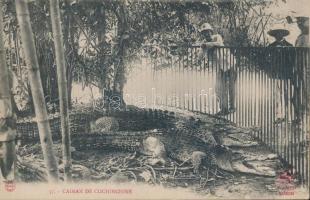 Caimans in Cochinchina