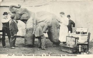 Boy the elephant at the vet, Sarrasanis Circus