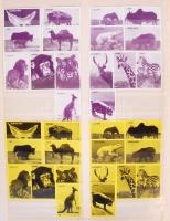 80db magyar gyufacímke: vadállatok és állatkerti állatok sorozattal