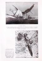 Alexander Niklitschek: A természet csodái. Ford. dr. Fülöp Zsigmond. Bp., 1942, Nova Irodalmi Intéze...