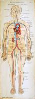 cca 1930 Schreibers anatomische Wandtafeln. 4 részes anatómiai atlasz eredeti mappában / 
Anatomy ch...