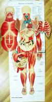 cca 1930 Schreibers anatomische Wandtafeln. 4 részes anatómiai atlasz eredeti mappában / 
Anatomy ch...
