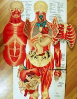 cca 1930 Schreibers anatomische Wandtafeln. 4 részes anatómiai atlasz eredeti mappában / 
Anatomy ch...