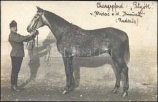 'Petyók' horse photo