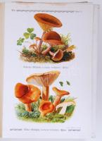 E. Gramberg: Pilze der Heimat I-II. Leipzig 1913. Vászonkötésben, 116 színes táblával