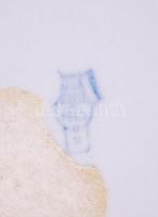 Búgócsigázó kisfiú, kézzel festett jelzett Zsolnay porcelán figura / 
Playing boy, hand painted porc...