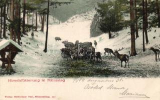 Mürzsteg deer feeding