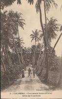 Colombo Coconauts trees alliway (EB)