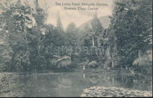 Nuwara Eliya, Lotus Pond, Hakgalla garden