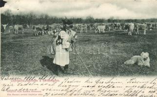 Hortobágy ökörgulya legeltetés (EK)