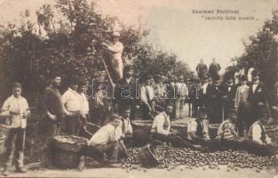 Sicilian folklore, orange harvest