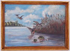 Tuss M jelzéssel: Vadkacsa. Olaj, vászon, keretben 28×38 cm