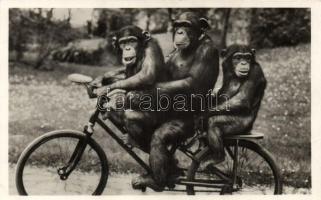 Cycling monkeys, Budapest Zoo