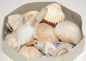 Kis doboz tengeri kagyló