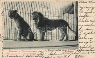 Budapest XIV. Állatkert, oroszlánok; Divald (Rb)