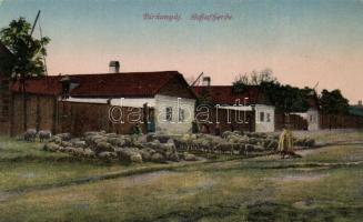Hungarian village, flock of sheep with a shepherd, shadoof
