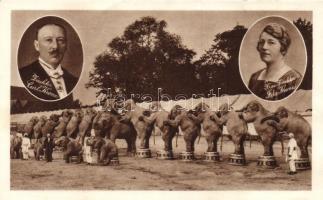 Circus &#039;Krone&#039;, elephants