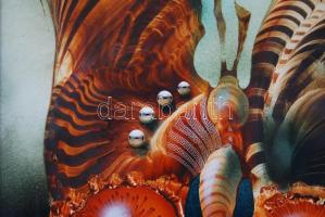 Végvári Tamás (1962-): Pillangó. Olaj, műanyaglemez, jelzett, üvegezett keretben, 26×26 cm