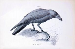 Herman Ottó: A madarak hasznáról és káráról. Darányi Ignácz m. kir. földmivelésügyi minister megbizá...