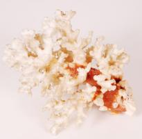 Nagyméretű, szép csendes-óceáni korall / Nice large coral, 16x12x12cm
