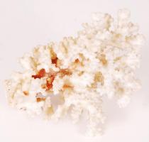 Nagyméretű, szép csendes-óceáni korall /
Nice large coral, 16x12x12cm