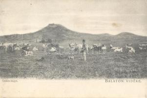 Balaton felvidék, Gulács hegy, marha pásztor a gulyájával (EK)